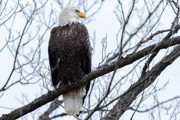 Bald Eagle