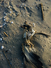 dead bird on the beach