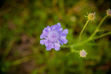 lilac flower of scabiosa