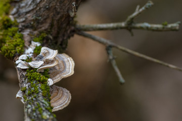 branch of a tree