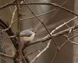 Titmouse on a branch