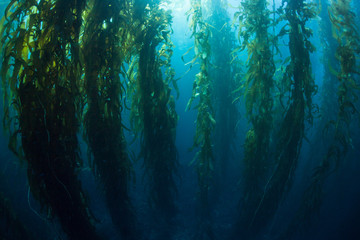 Forests of giant kelp, Macrocystis pyrifera, commonly grow in the cold waters along the coast of...