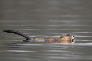 Fototapeta premium Muskrat 