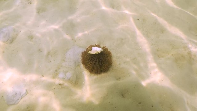 Underwater footage of a sea urchin on the ocean floor carrying a shell