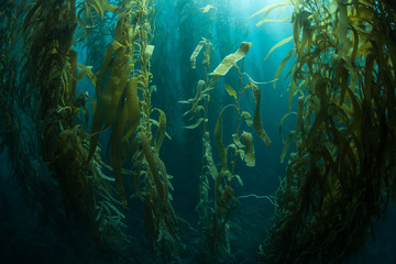 Forests of giant kelp, Macrocystis pyrifera, commonly grow in the cold waters along the coast of California. This marine algae reaches over 100 feet in height and provides habitat for many species. - obrazy, fototapety, plakaty