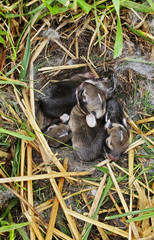 A nest of newborn wild rabbits in a grassy yard in Illinois.