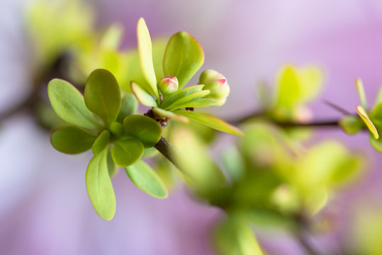 Close Up View of Budding Crabapple Tree Flowers