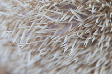 Beautiful hedgehog on a white background, A hedgehog is any of the spiny mammals.