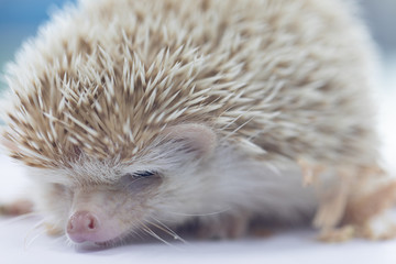 Beautiful hedgehog on a white background, A hedgehog is any of the spiny mammals.