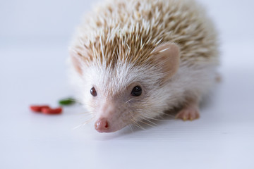Beautiful hedgehog on a white background, A hedgehog is any of the spiny mammals.