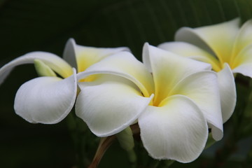 Frangipani flowers in bloom