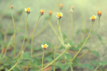 Close up of Wild daisy in the park, Tridax daisy