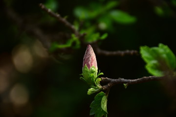 A small buds on brunch