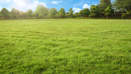 empty park with green grass field and tree in sunshine morning, nobody recreation landscape with blue sky                     