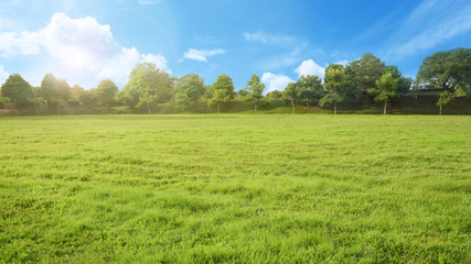 empty park with green grass field and tree in sunshine morning, nobody recreation landscape with blue sky                     