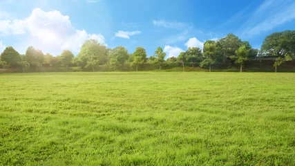 Wall murals Grass empty park with green grass field and tree in sunshine morning, nobody recreation landscape with blue sky                     