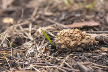 Spring. Siberia. Close-up of a fir cone on the ground, from under which a green sprout grows. Spring awakening.