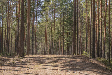 Siberia. Sunny day in a pine forest. The hill in the forest on which pine trees grow. Forest Glade.