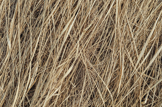 Dry Yellow Grass Texture And Background