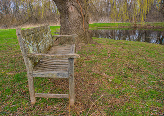 wooden bench to sit on underneath a large willow tree at the pond in spring
