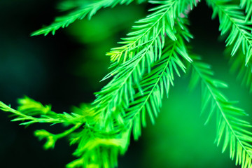 branches of a pine