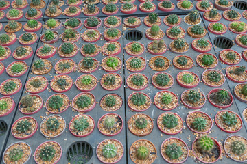 Row of mini variety type cactus plant in the pot