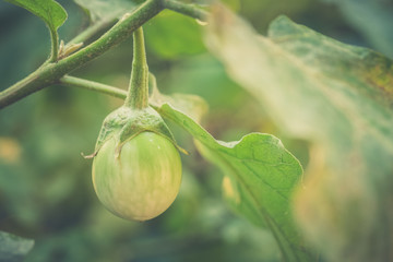 Close up of organic Eggplant on the tree with blur nature