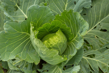 Organic cabbage vegetable food in field garden