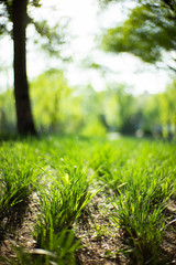 Spring Summer green forest
