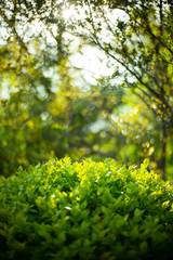 Spring Summer green forest