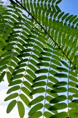 leaves of fern