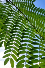 Obraz na płótnie Canvas leaves of fern