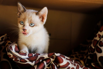 Filhote de gato pelo branco e olho azul adoção
