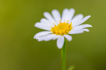Fototapeta premium White Daisy flower in nature with background