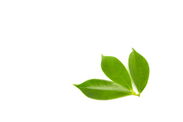 Green leaves on a white background