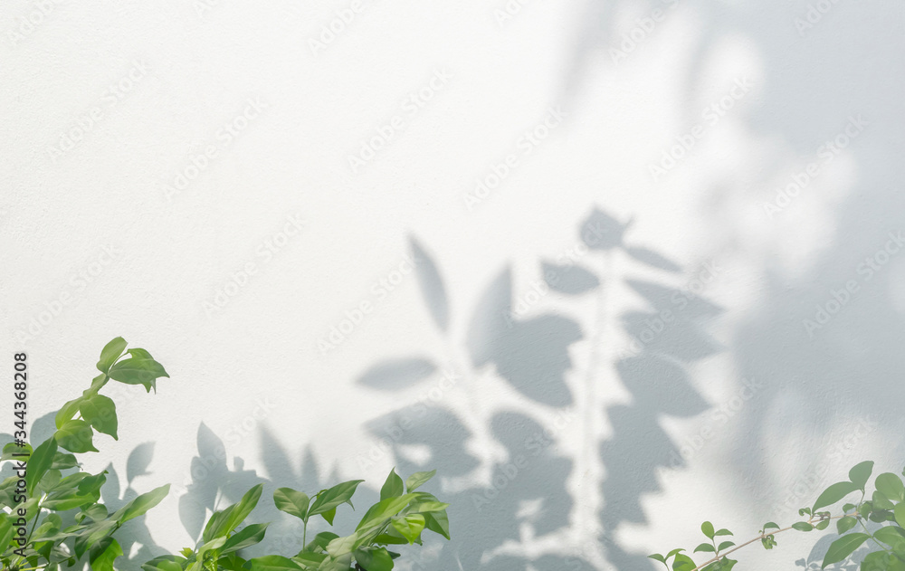 Poster leaves shadow and tree branch background. natural leaves tree branch shadows and sunlight dappled on