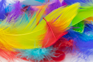 Close up of soft colorful feather