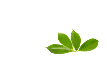 Green leaves on a white background