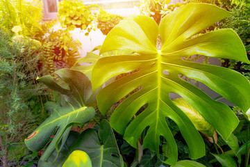 Monstera plant leaf pattern