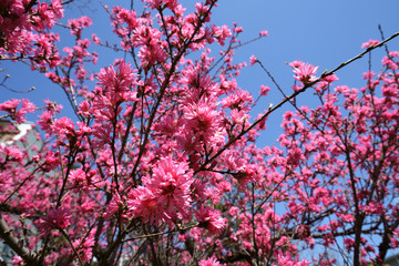 カラフルな紅色のキクモモの花が咲く
