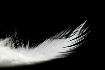 Close up of small and soft Black feather isolated on white