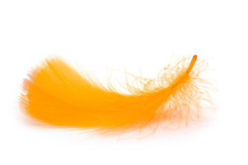 Close up of soft orange feather isolated on white