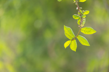 Close up of green leaf with blur nature