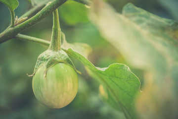 Close up of organic Eggplant on the tree with blur nature