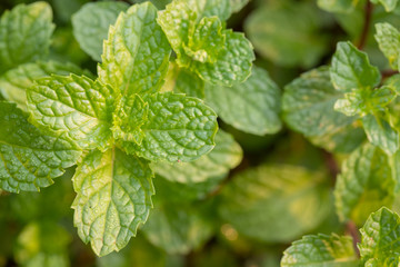 Close up of organic Mint leaves on the tree with blur nature