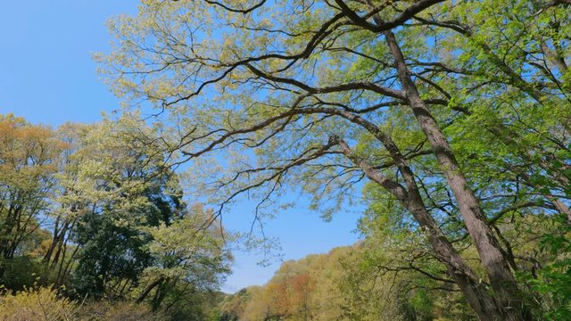 風に揺れる新緑の木