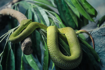 Obraz premium White-Lipped Pit Viper