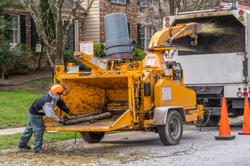 Arobrist throws a branch of wood into the wood chopper as the wood is shredded into small pieces 