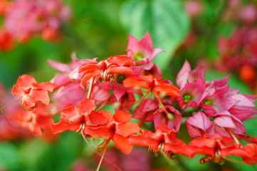 Obraz premium Dragon spit bead flower plant