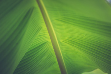Close up of organic green banana leaves on the tree with blur nature
